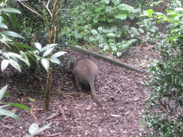 This picture makes the wallaby look a little like a big rat, but he really looks like a mini kangaroo