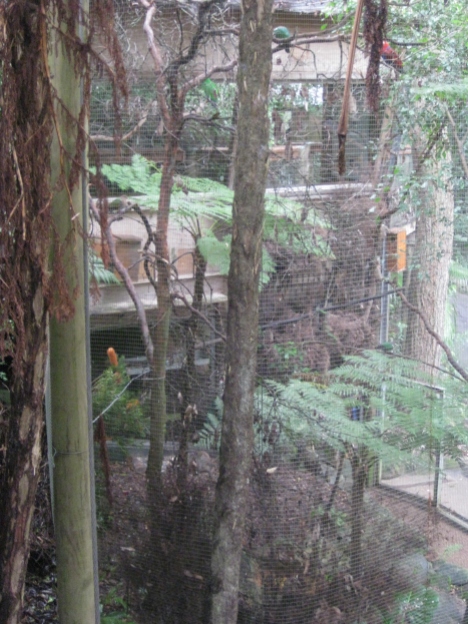 Parrot enclosure