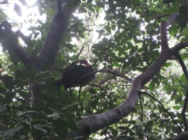 As we were exiting the animal section of the park, Bryan spotted what appears to be turkeys hanging out in the trees. It was strange to see such big birds 20 ft off the ground