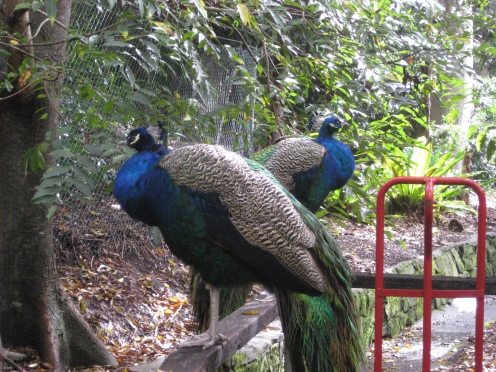A few feet away from the ferns were four peacocks. You could literally just reach out and touch them if you wanted to