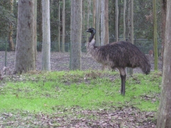 In another section of the reserve there's a large enclosure with emus and kangaroos.