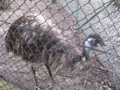 It seems as though the emus spend a little too much time near the fence because they were all missing hair on the sides of their head. If you look closely, you can see this one's ear (completely exposed). It was so weird because it looked like an open wound in the side of its head!